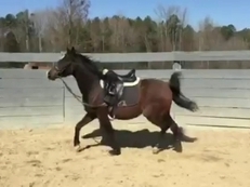 Stallion Purebred Spanish (P.R.E) Andalusian