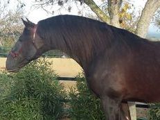 alazano 172cm  con mucha clase