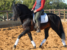 MATADOR ESCALERA JL caballo PRE