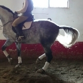 Caballo P.R.E.  ALTA ESCUELA