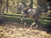 Caballo P.R.E. ALTA ESCUELA