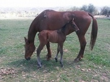 Yegua Alemana para cria o monta