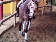 Potro lusitano 4 años