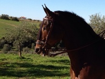 Hispano arabe Castaño