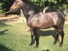 Caballos Llar P:R:E