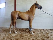 CABALLO PERLA DOMADO