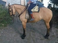 Vendo yegua balla