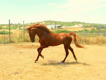 VENTA DE CABALLO PSA OAIS
