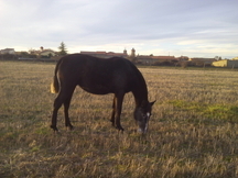 Potra PRE de calidad