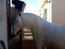 Potro  lusitanp albino