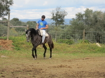 Vendo cavalo lusitano