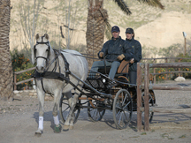 Yegua PRE Torda. Veterana XII montada y enganchada.