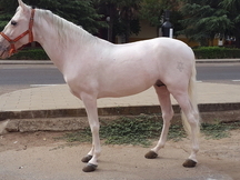 Caballo P.R.E tordo