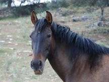 ¡OPORTUNIDAD! ESTIRPE CARTUJANA
