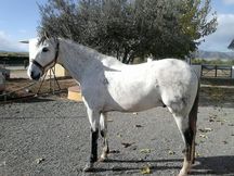 Caballo PRE 9 años. Ganadería Francisco Roig