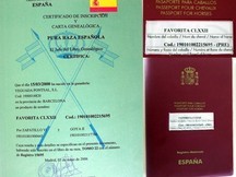 P.R.E .criadora yegua