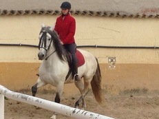 CABALLO EN VENTA