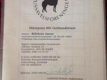 Vendo gotlandsruss auténtico económico