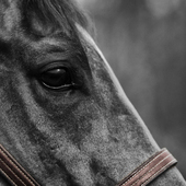 SE BUSCA CABALLO