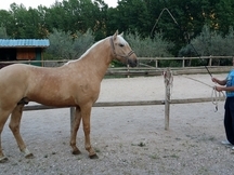 SE VENDE POTRO PERLA YEGUADA LA PERLA