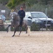 JOVEN CABALLO PRE 