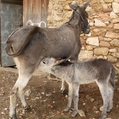 burro / burra