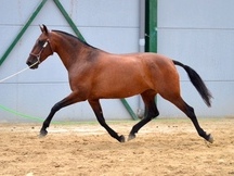 YEGUA DE CONCURSO.HIERRO DE LA G