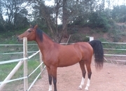 yegua arabe preciosa