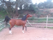 yegua arabe preciosa