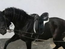 vendo caballo P.R.E de capa negra