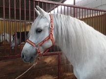 PRE Caballo tordo