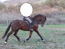 Caballo Puro Lusitano