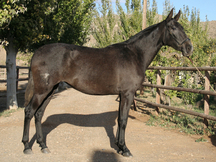 Venta de Potra PRE. Locutora DM