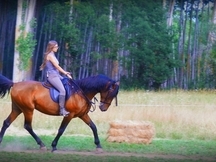 Caballo joven castaño