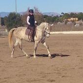 ESPECTACULAR CABALLO TORDO