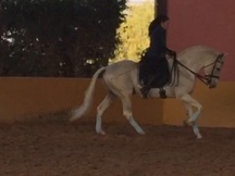 Pre tordo haciendo cabriolas