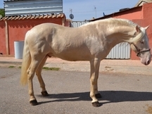 Albino de capricho
