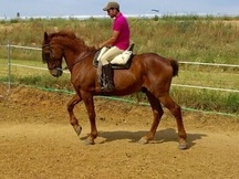 Venta de caballo