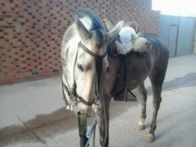 CABALLO 6 AÑOS