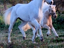 Venta de Caballo de Salto