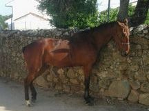 Se vende caballo kwpn