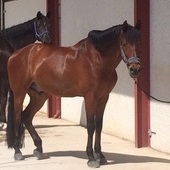 P.R.E. Doma y salto
