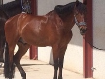 P.R.E. Doma y salto