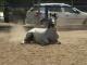 Caballo 7 años in 