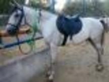 Caballo 7 años