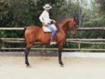 ESPECTACULAR CABALLO PURA RAZA ESPAÑOLA