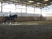 Lusitano de pura raza 12 años