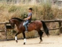 VELORTO PURA RAZA ESPAÑOLA