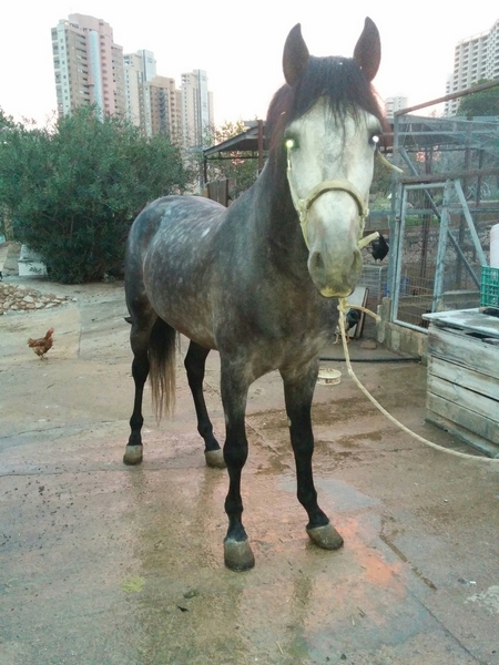 CABALLO P.R.E TORDO RODADO - Caballos Pura Raza Española (P.R.E.)