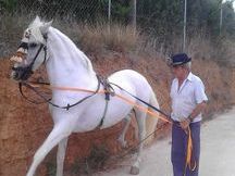 caballo en venta